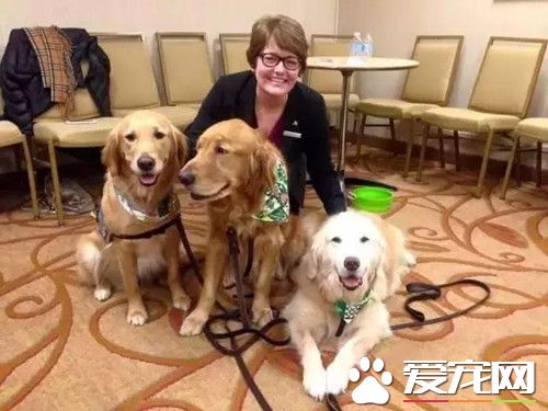 一群金毛暖男分队 赶赴奥兰多枪击案现场