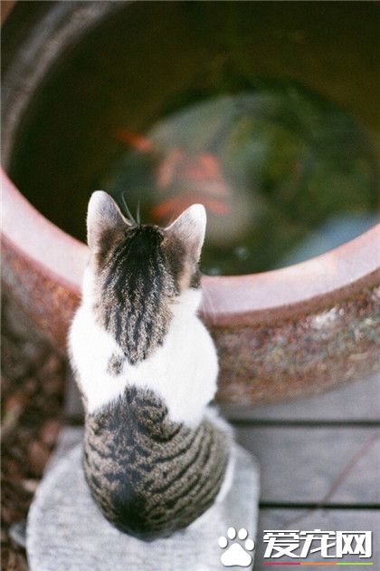 我想像司马光一样救baby嘛