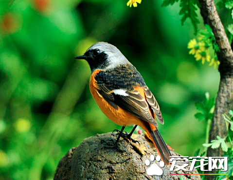 鸟都吃什么 大多数鸟类是杂食的并不会挑拣