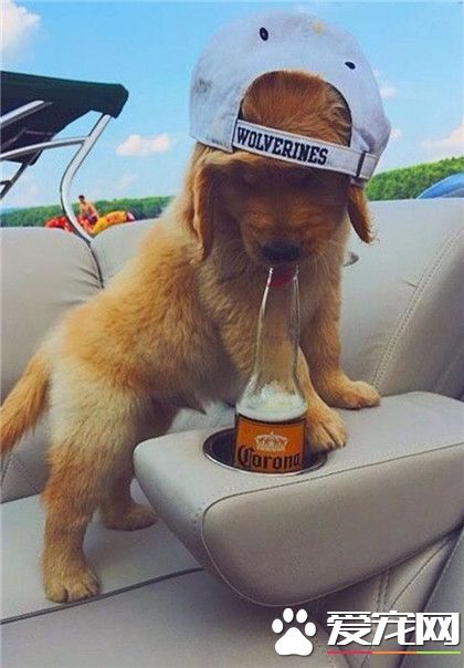 大热天的，阿汪也要消消暑呢！