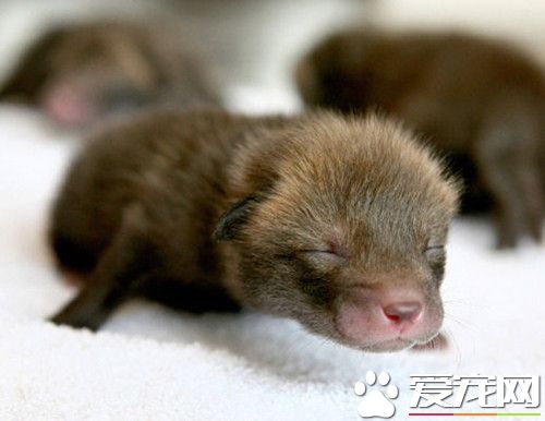 女子因小崽崽尴尬脸红 只因无法认出真实身份