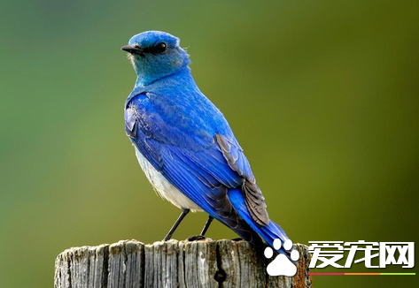 如何饲养雏鸟 小鸟养活要掌握两个要点