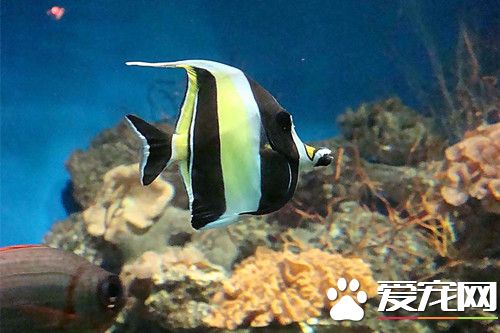 养鱼养多少好 教你属相风水养鱼养几条好