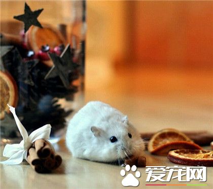 仓鼠，吃货的世界，看不懂？