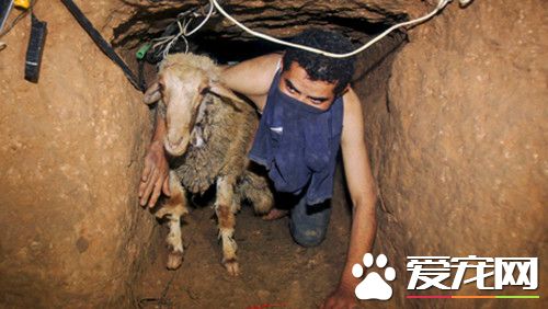 男子听到前方井口传来微弱的呻吟声 救出小狗