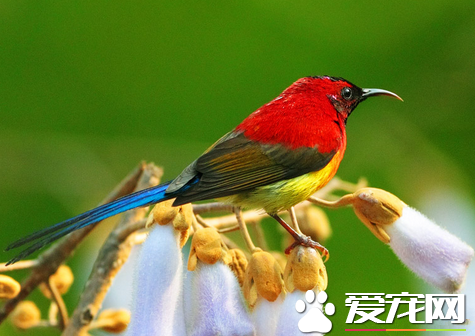 鸟吃什么东西 详解为鸟儿自制食物的方法