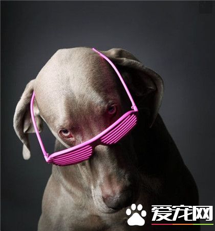 铲屎官，你真的没骗我，这真的是眼镜么？