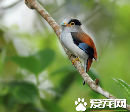 雏鸟吃什么食物 一般每隔1.5小时左右喂一次