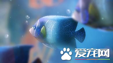 观赏鱼怎么喂食 投喂饵料要适当不宜多