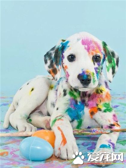 这不是一只斑点狗，这是一直花斑狗！