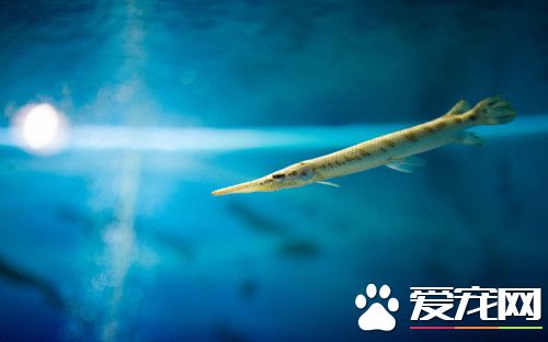 养鱼盐放多了 放盐的多少跟鱼缸大小成比例