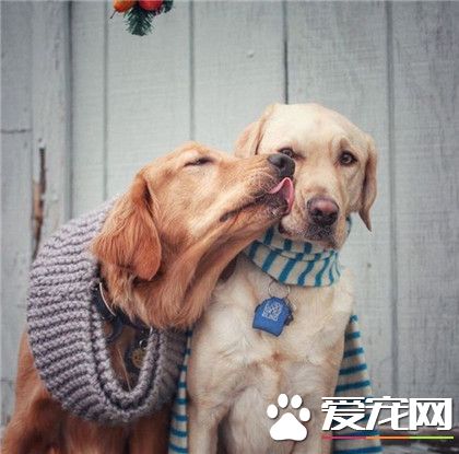 为啥一副委屈的表情呢？