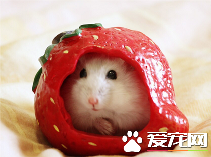 草莓君，草莓好吃吗？