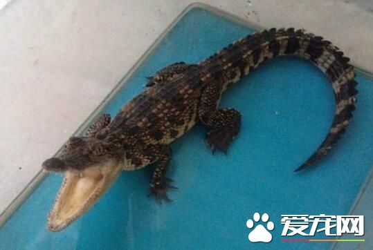 宠物鳄鱼怎么养 先准备一个比较大的缸