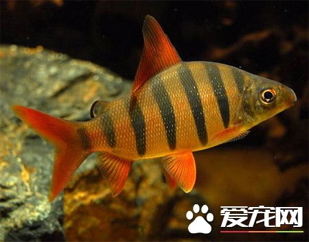 鱼缸怎么养鱼 鱼缸养鱼需要注意的方法