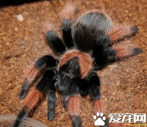 宠物蜘蛛的饲养 多加注意蜘蛛饲养环境