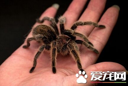 宠物蜘蛛吃什么 蜘蛛一般是以昆虫为主