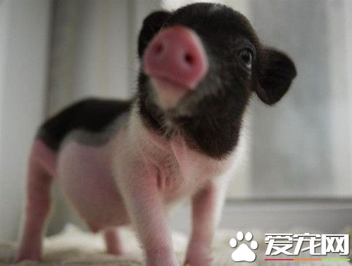 宠物香猪多少钱一只 千万不要贪图便宜