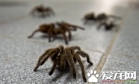 蜘蛛多少钱一只 价格普遍在几十到几百