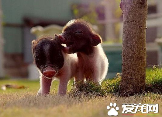 宠物猪多少钱一只 教你如何挑选小香猪