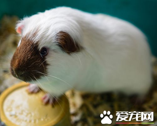 仓鼠为什么一直叫 两个方面解释它老是叫