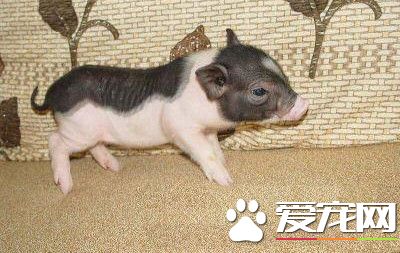 香猪怎么喂养 小香猪喂食需要注意的事项