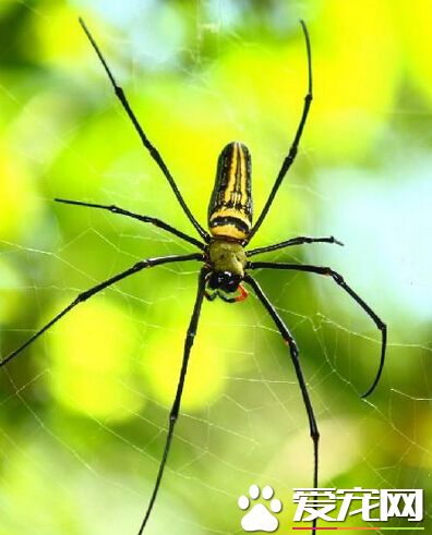 家里的蜘蛛咬人吗 不会出现乱咬的情况