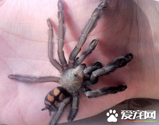 蜘蛛有毒吗 基本上宠物蜘蛛都会有毒性