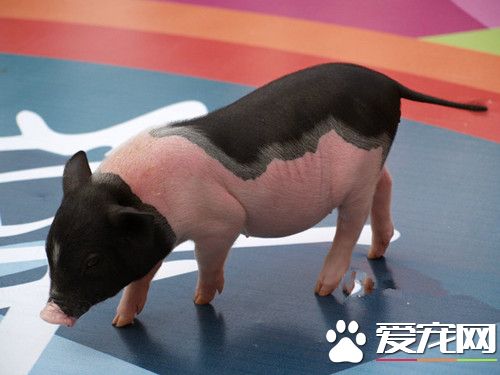 小香猪怎么养 首先我们需要了解小香猪