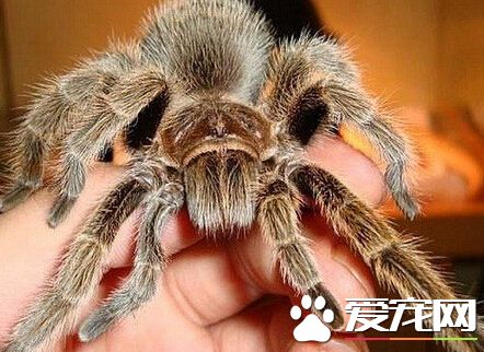 蜘蛛会咬人吗 一般不会出现咬人的情况