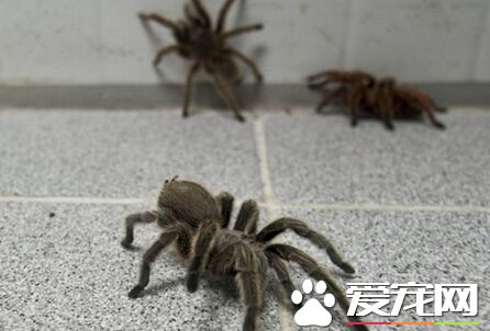 最贵的宠物蜘蛛 蓝宝石蜘蛛价格上千元