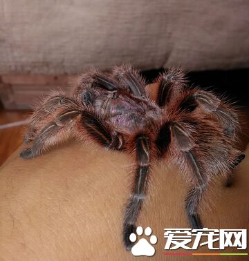 什么宠物蜘蛛好养 火玫瑰是个不错选择