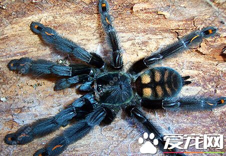 蜘蛛吃什么害虫 主要以苍蝇蚊子为食物