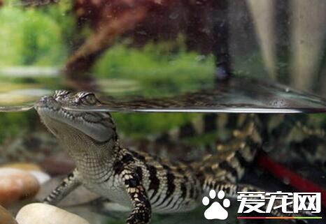 养鳄鱼需要什么 最好挑选40CM以上鳄鱼