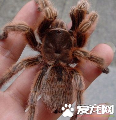 宠物蜘蛛怎么养 宠物蜘蛛饲养注意事项