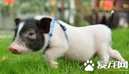 宠物猪的价格 鉴别小香猪的几种方法