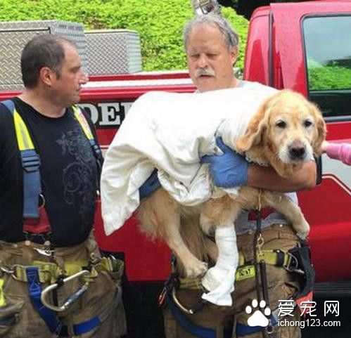 导盲犬车祸瞬间救主人 自己却被撞成重伤