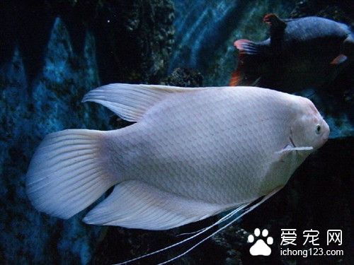 食盐 食盐的使用方法及注意的事项