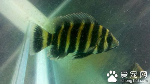 鱼病诊断与防治 鱼病害的自然环境因素有关