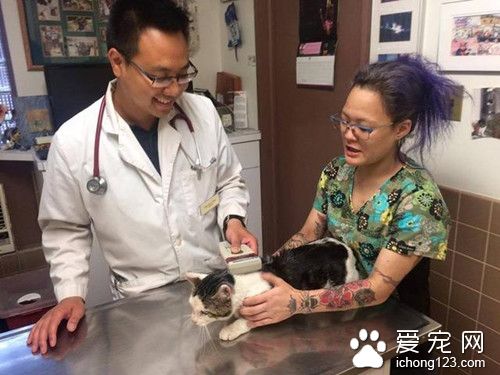 猫被主人抛弃在原地苦等 被扔就是因为是公猫