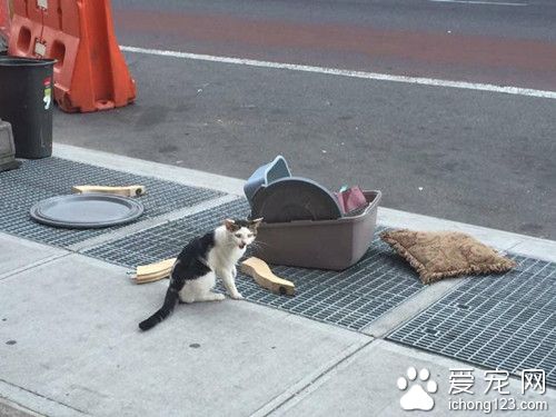 猫被主人抛弃在原地苦等 被扔就是因为是公猫
