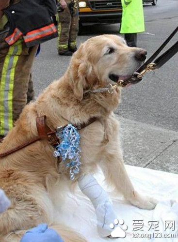 导盲犬车祸瞬间救主人 自己却被撞成重伤