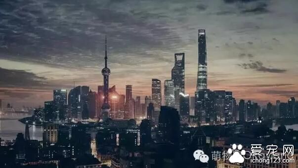 上海萌物园开始宠物水上活动项目 这个夏季让你湿身