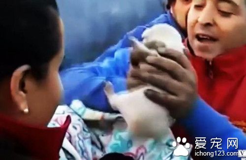 大火过后母狗在一处地方狂叫 挖出数只小狗