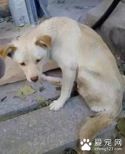 流浪狗妈独自喂养四孩子 腿伤仍坚持觅食