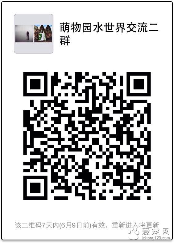 上海萌物园开始宠物水上活动项目 这个夏季让你湿身