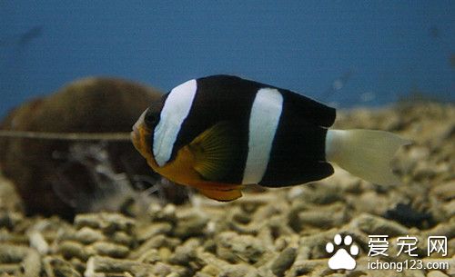 高锰酸钾 鱼使用高锰酸钾的作用及使用方法