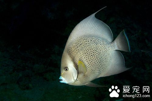 小瓜虫病怎么治 小瓜虫病的症状及防治的方法