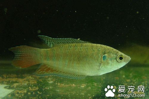 敌百虫的使用方法 敌百虫需要注意的事项