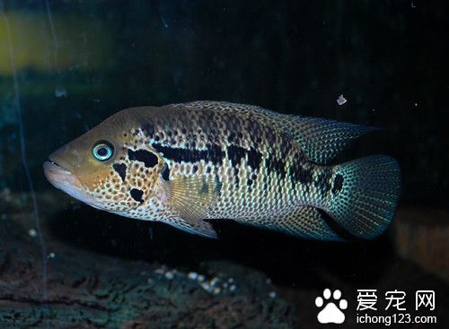 鱼病的防治 鱼需要体表观察诊断注意事项